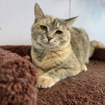 Bonnie (cat Cafe) -  Domestic Short Hair Cat for Adoption in West Lafayette, Indiana - Bonnie (cat Cafe) | PetCurious