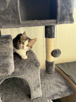 Rescue American Shorthair Cats for Adoption in Calimesa, California - Molly | PetCurious