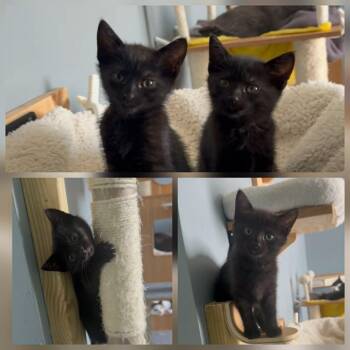 Void Squad - Hadley, Heather, Heath, & Holmes -  Domestic Short Hair Cat for Adoption in Butler, Pennsylvania - Void Squad - Hadley, Heather, Heath, & Holmes | PetCurious