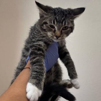 Tabigail -  Domestic Short Hair Cat for Adoption in Kanab, Utah - Tabigail | PetCurious