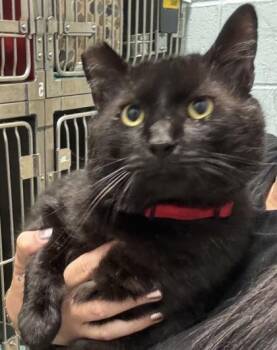 Nathaniel (at Smitten Kitten) -  Domestic Short Hair Cat for Adoption in Fishers, Indiana - Nathaniel (at Smitten Kitten) | PetCurious