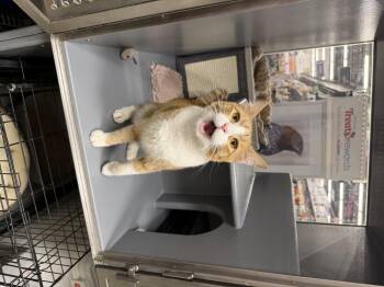 Domestic Short Hair Cats Available for Adoption in Spring, Texas - Mushroom - Riley Fuzzel Petsmart | PetCurious