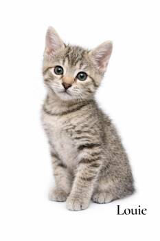 Domestic Short Hair Cats Available for Adoption in Stevensville, Michigan - Louie | PetCurious