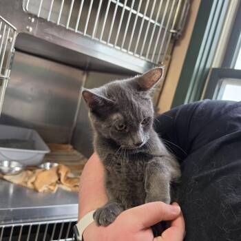 Rain -  Domestic Short Hair Cat for Adoption in Downers Grove, Illinois - Rain | PetCurious