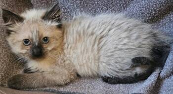Giorgio -  Domestic Long Hair Cat for Adoption in San Jose, California - Giorgio | PetCurious