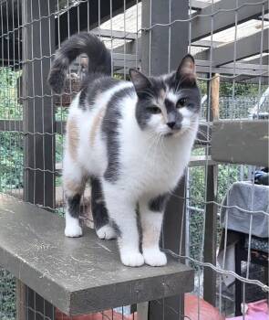 Dilute Calico Cats Available for Adoption in Maple Ridge, British Columbia - Maria | PetCurious