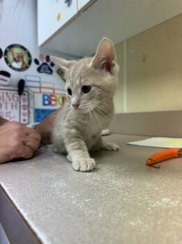 Rescue Domestic Short Hair Cats for Adoption in Salisbury, Maryland - Material Girl | PetCurious