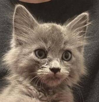 Rescue Domestic Medium Hair Cats for Adoption in Burbank, California - Theodore (A136771) | PetCurious