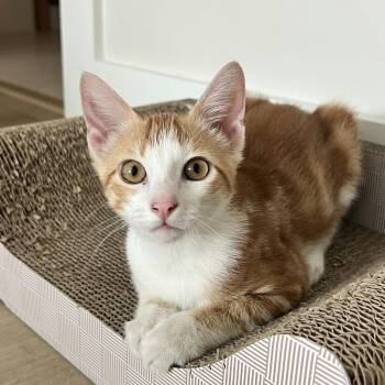 Domestic Short Hair Cats Available for Adoption in Houston, Texas - Cheetoh Puff | PetCurious