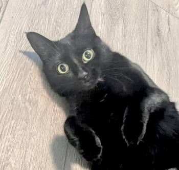 Domestic Short Hair Cats Available for Adoption in Vaughan, Ontario - Luna | PetCurious