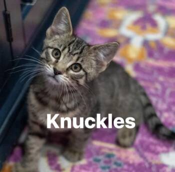 Domestic Short Hair Cats Available for Adoption in Schnecksville, Pennsylvania - SONIC & KNUCKLES | PetCurious
