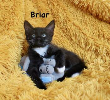 Briar -  Domestic Medium Hair Cat for Adoption in St. Augustine, Florida - Briar | PetCurious