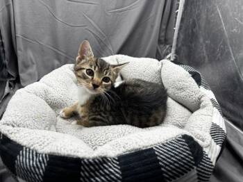 A121385 -  Domestic Short Hair Cat for Adoption in Grovetown, Georgia - A121385 | PetCurious