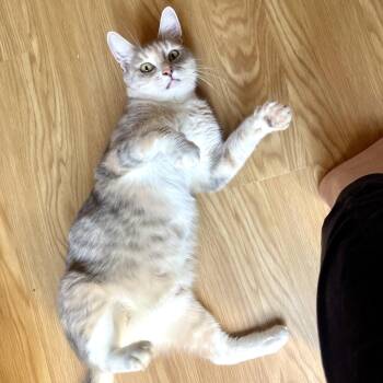 Hope -  Domestic Short Hair Cat for Adoption in Hailey, Idaho - Hope | PetCurious
