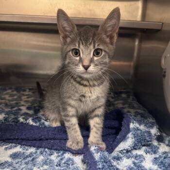 Domestic Short Hair Cats Available for Adoption in Middleburg, Florida - The Babe 28499 | PetCurious