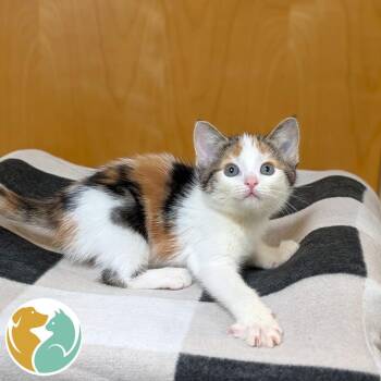 ShnazzleFrapp -  Domestic Short Hair Cat for Adoption in Toledo, Ohio - ShnazzleFrapp | PetCurious