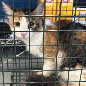 Duchess -  Domestic Medium Hair Cat for Adoption in Montgomery, Alabama - Duchess | PetCurious