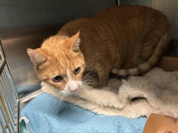 Belle -  Domestic Short Hair Cat for Adoption - Belle | PetCurious
