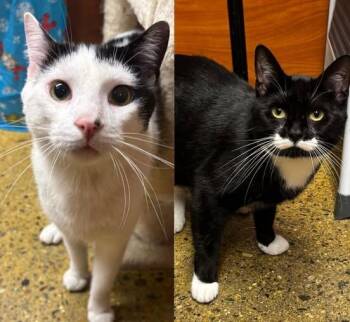 Rescue Domestic Short Hair Cats for Adoption in North Haven, Connecticut - Sheldon And Simon | PetCurious