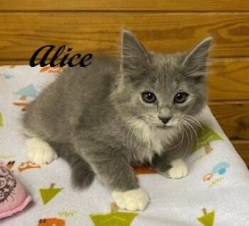 Alice -  Domestic Medium Hair Cat Available for Adoption in Southern Pines, North Carolina - Alice | PetCurious