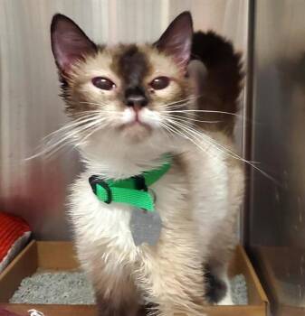 Snowshoe Cats Available for Adoption in St. Louis, Missouri - SADIE | PetCurious