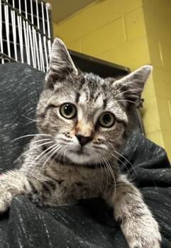 Rescue Domestic Short Hair Cats for Adoption in Spartanburg, South Carolina - Sprout | PetCurious