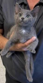Felix -  Domestic Short Hair Cat for Adoption in Wheaton, Illinois - Felix | PetCurious