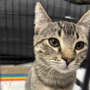 Dolly -  Domestic Short Hair Cat for Adoption in Vallejo, California - Dolly | PetCurious