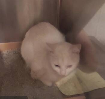 SAWSHARK -  Domestic Short Hair Cat for Adoption in St. Louis, Missouri - SAWSHARK | PetCurious