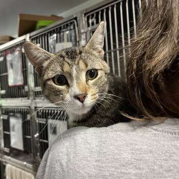 Rescue Domestic Short Hair Cats for Adoption in Lyndhurst, Virginia - Fenwick | PetCurious