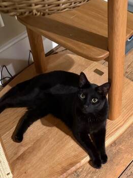 Kevin -  Domestic Short Hair Cat for Adoption - Kevin | PetCurious