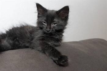 BUBBLES -  Domestic Short Hair Cat for Adoption in Colorado Springs, Colorado - BUBBLES | PetCurious