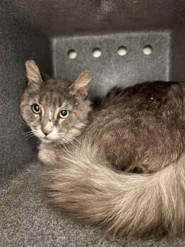 BOBBIE BOY -  Domestic Medium Hair Cat for Adoption in Riverside, California - BOBBIE BOY | PetCurious