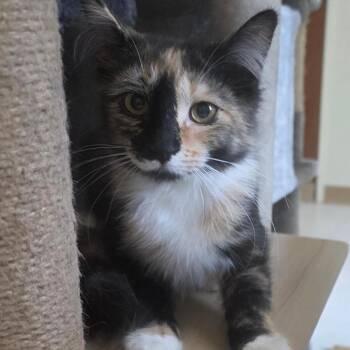 Patches -  Domestic Medium Hair Cat for Adoption in Midland, Texas - Patches | PetCurious