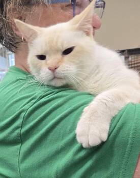 Magnus -  Domestic Short Hair and Siamese Cat for Adoption in Mokena, Illinois - Magnus | PetCurious