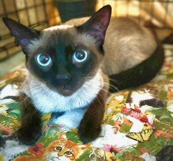 Koi -  Siamese and Domestic Short Hair Cat for Adoption in Ridgeside, Tennessee - Koi | PetCurious