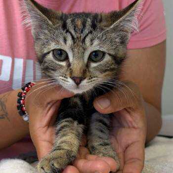 Isabel -  Domestic Medium Hair Cat for Adoption in Cumming, Georgia - Isabel | PetCurious