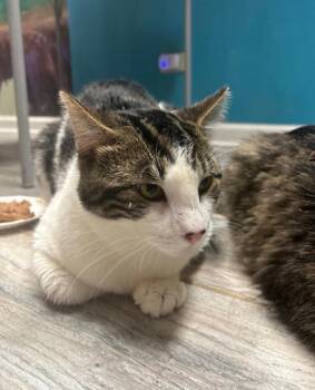 Rescue Domestic Short Hair Cats for Adoption in Chicago, Illinois - Goose | PetCurious