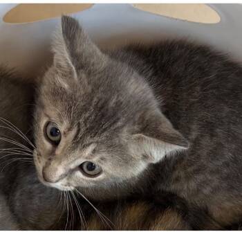 Clove -  Domestic Short Hair Cat Available for Adoption in Belton, Texas - Clove | PetCurious