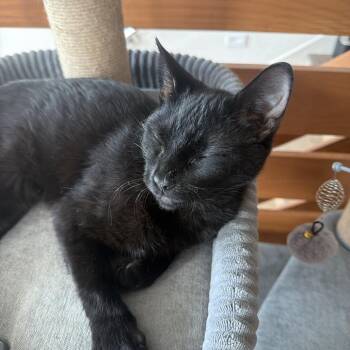 Slick -  Domestic Short Hair Cat for Adoption in San Antonio, Texas - Slick | PetCurious