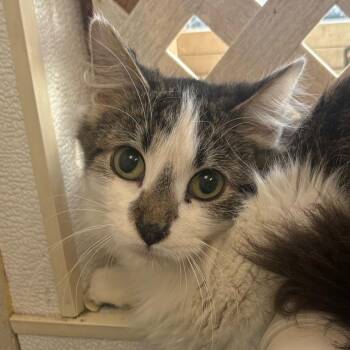 Domestic Medium Hair Cats Available for Adoption - Fozzie Bear | PetCurious