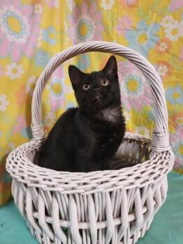 Rescue Domestic Short Hair Cats for Adoption in Bloomsburg, Pennsylvania - Macchiato | PetCurious