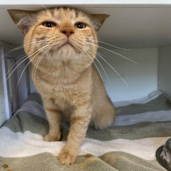 Orange Julius -  Domestic Short Hair Cat for Adoption in Roanoke, Virginia - Orange Julius | PetCurious