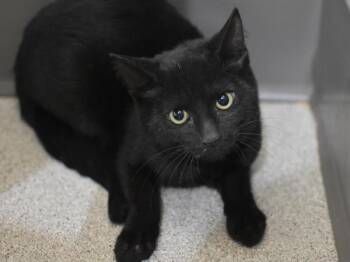 Checkers -  Domestic Short Hair Cat for Adoption in Portland, Oregon - Checkers | PetCurious