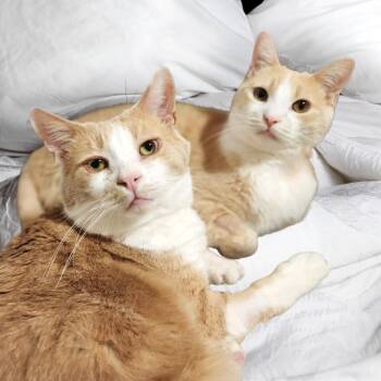 Domestic Short Hair Cats Available for Adoption - Danny & Ham | PetCurious