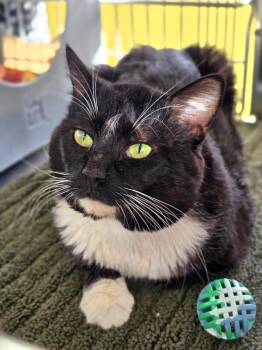 Domestic Short Hair Cats Available for Adoption in Vancouver, Washington - Mister Molasses | PetCurious