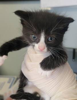 Domestic Short Hair Cats Available for Adoption in West Chester, Pennsylvania - Tornado | PetCurious