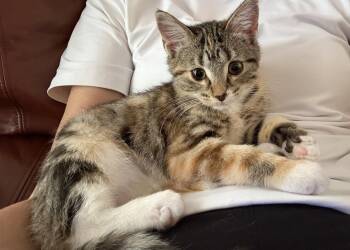 Peanut Butter -  Tabby Cat for Adoption in Orlando, Florida - Peanut Butter | PetCurious