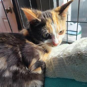 Domestic Short Hair Cats Available for Adoption - Kaylee Hill | PetCurious