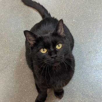 Geranium -  Domestic Short Hair Cat for Adoption in Omaha, Nebraska - Geranium | PetCurious